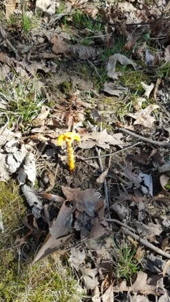 Tentsile Flite Tree Tent -Outdoor Camping Store 02