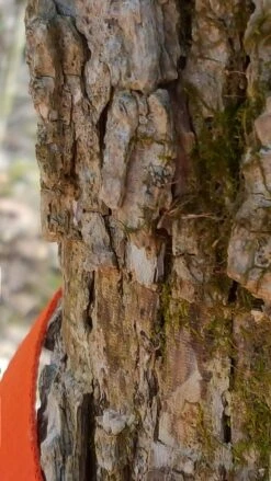 Tentsile Flite Tree Tent -Outdoor Camping Store 14