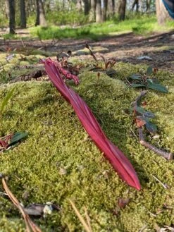 MSR Cyclone Tent Stakes -Outdoor Camping Store IMG 1348