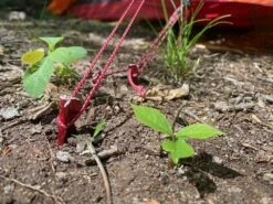 MSR Ultralight Cord -Outdoor Camping Store IMG 1499