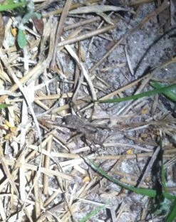 Snow Peak Mola Headlamp -Outdoor Camping Store photo 3